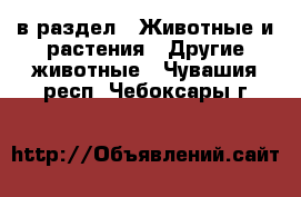  в раздел : Животные и растения » Другие животные . Чувашия респ.,Чебоксары г.